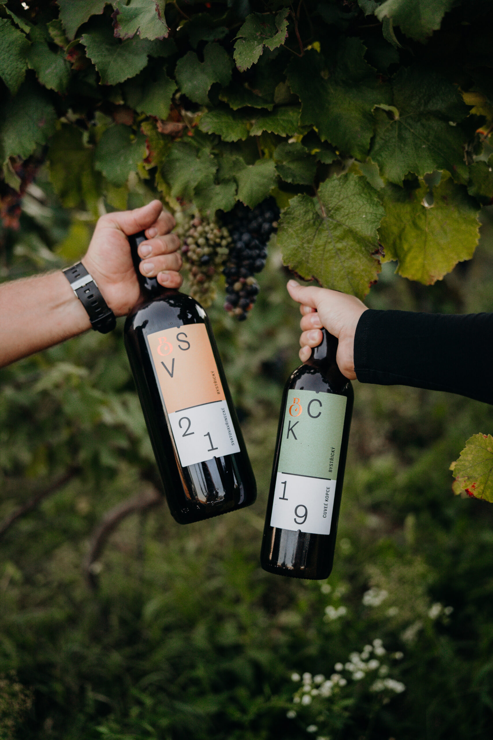 Vinarstvi Bystricky Vino etiketa design foto