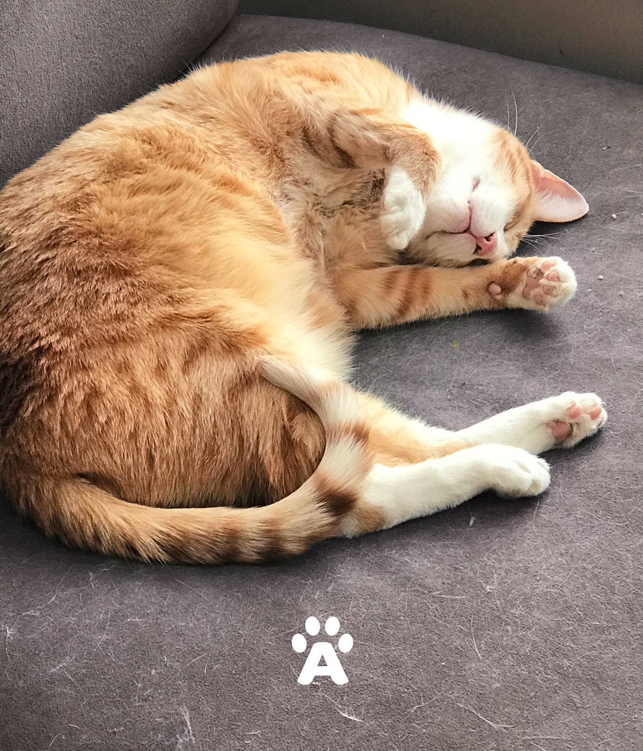 Akinu cute cat laying logo symbol on bottom