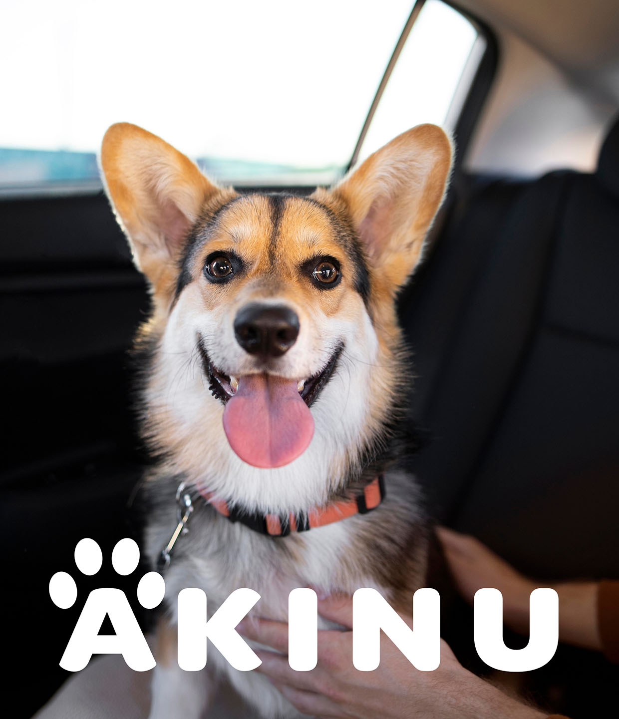 Akinu happy dog on the backseat of car with large white akinu logo in the bottom of the photo
