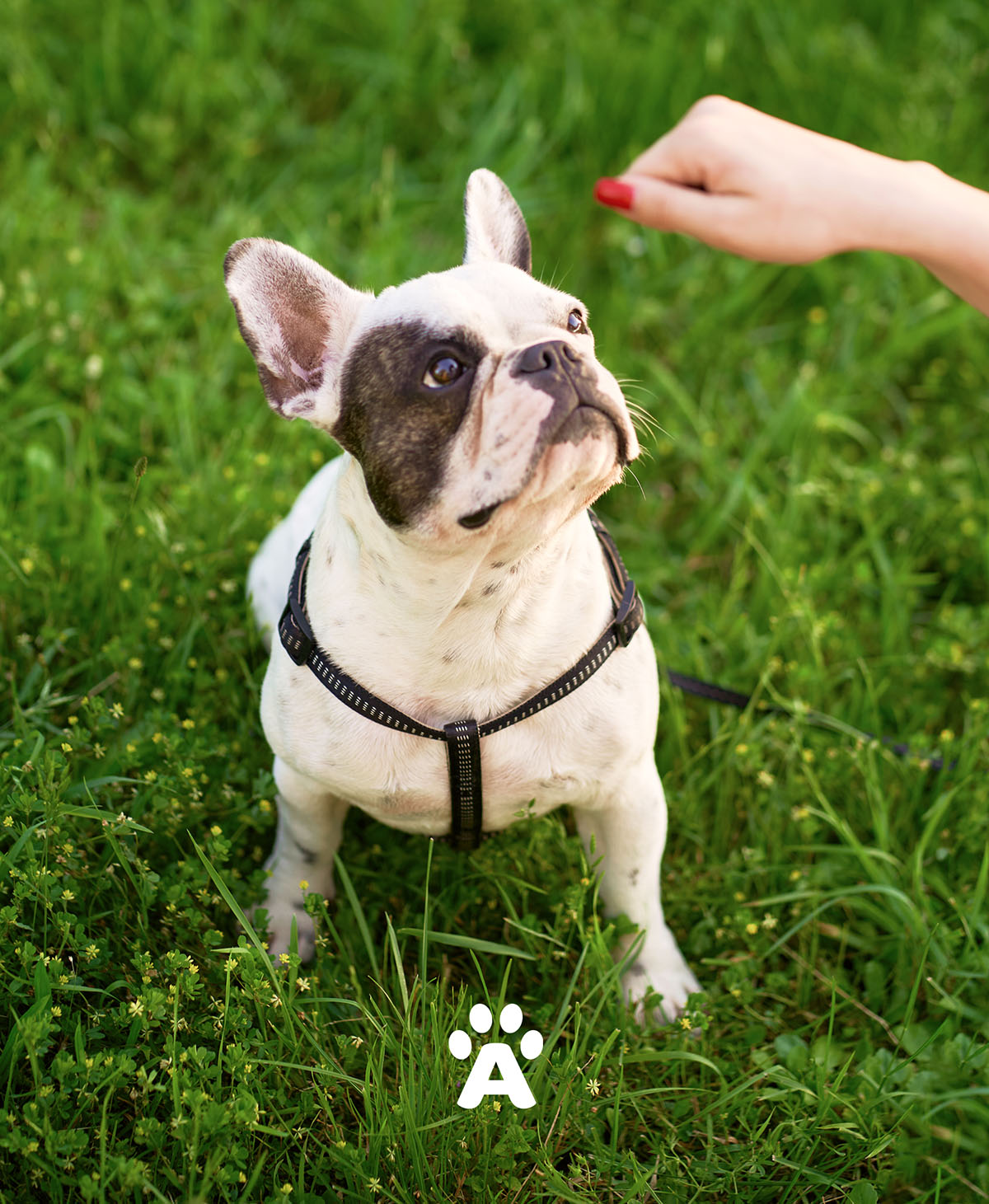 Akinu french bulldog getting a treat with white akinu symbol in the bottom